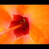 Hibiscus (Pentagono)
